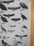 A Field Guide to the Birds of West Africa