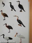 A Field Guide to the Birds of West Africa