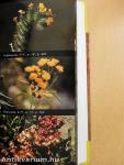 National Audubon Society Field Guide to North American Wildflowers