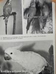 Vogelpracht in Zucht und Pflege