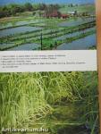 The Complete Guide to Water Plants