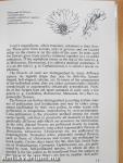 The Illustrated Guide to Cacti