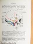 Chirurgische Anatomie