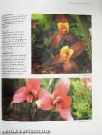 Growing Orchids