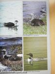 Jim Flegg's Field Guide to the Birds of Britain and Europe