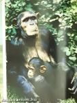 Among Animals of Africa