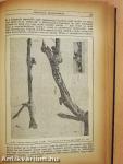 Természettudományi Közlöny 1924. január-december/Pótfüzetek a Természettudományi Közlönyhöz 1923. január-december