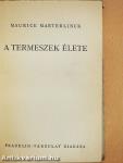 A termeszek élete