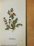 Heiteres Herbarium
