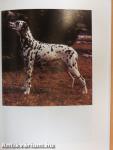 A dalmata