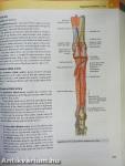 Gray's Anatomy for Students