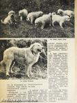 A kutya 1969. július