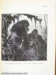 Gorillák nyomában