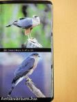 National Audubon Society Field Guide to North American Birds
