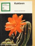 Kakteen