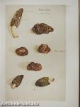 Fungorum in Pannoniis observatorum brevis historia et Codex Clusii