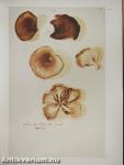 Fungorum in Pannoniis observatorum brevis historia et Codex Clusii