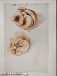 Fungorum in Pannoniis observatorum brevis historia et Codex Clusii