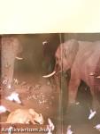 National Geographic August 1994