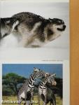 National Geographic December 1994