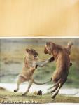 National Geographic December 1994