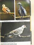 Handbuch für Zucht und Haltung Fremdländischer Vögel