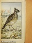 Singvögel