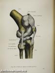 Anatomischer Atlas des Menschlichen Körpers I.