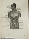 Anatomischer Atlas des Menschlichen Körpers II.