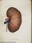 Anatomischer Atlas des Menschlichen Körpers II.