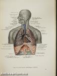 Anatomischer Atlas des Menschlichen Körpers II.