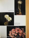 Cacti as House Plants