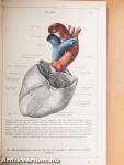 Anatomischer Atlas für Studierende und Ärzte V.