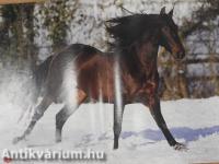 Pony 2011/1.
