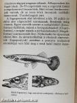 Elevenszülő fogaspontyok