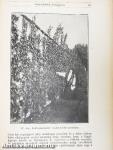 A törpe gyümölcsfák ültetése és gondozása/Gyümölcstermelők naptára 1942.