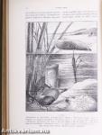 Természettudományi Közlöny 1894. január-december/Pótfüzetek a Természettudományi Közlönyhöz 1894. január-december