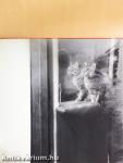 Cats in Camera
