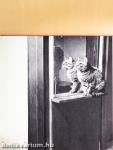 Cats in Camera