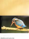 Kingfisher