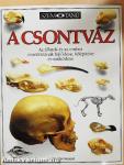 A csontváz