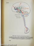 Functionalis anatomia 3.