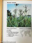 World Gramineous Plants