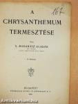 A chrysanthemum termesztése