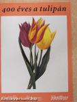 400 éves a tulipán