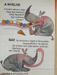 Amit az orrszarvúkról feltétlenül tudni kell