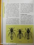 A szépítő, gyógyító méz, propolisz és társaik