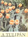 A tulipán