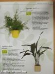 Szobanövények A-tól Z-ig