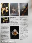 The Illustrated Encyclopedia of Orchids
